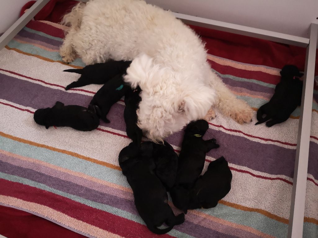 Des Devèzes D'Aubrac - NAISSANCE de 9 bébés Pumik. Tous les chiots ont trouvé leurs familles