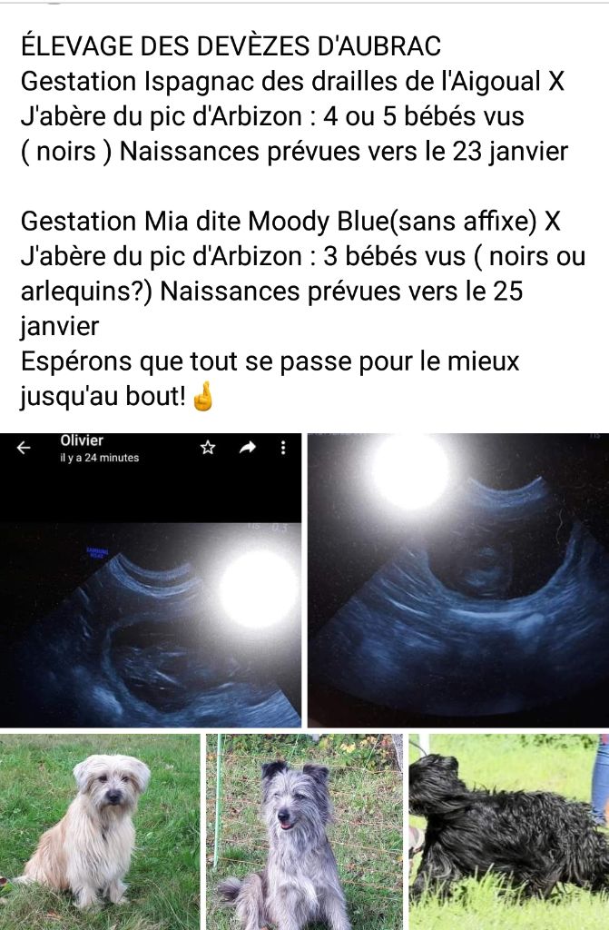 Des Devèzes D'Aubrac - CONFIRMATION DES GESTATIONS PAR ECHOGRAPHIE