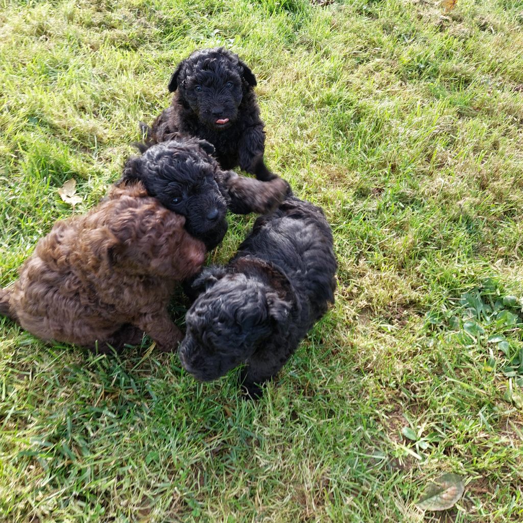 CHIOTS NOIRS DISPONIBLES