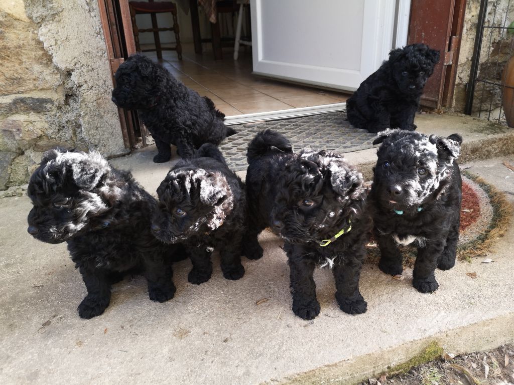 Chiot Pumi Des Devèzes D'Aubrac