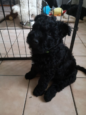 CHIOT 2 TITUS (collier vert) 