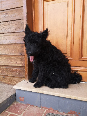 CHIOT 7  TÜZ 