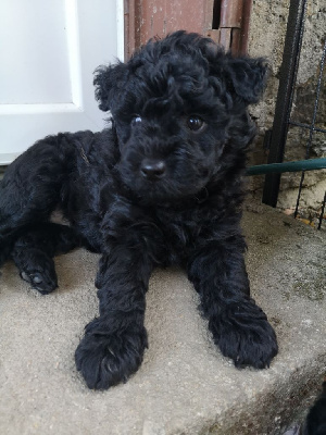 CHIOT 8  TSZÉN