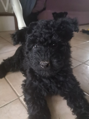 CHIOT 6 THOR