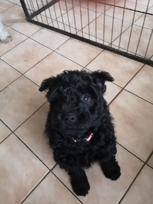 CHIOT 9 TUTTI-FRUTTI 