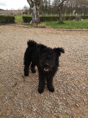 CHIOT 1 TOM-POUCE 